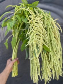 Amaranth, Emerald Tassels Amaranth, Emerald Tassels
