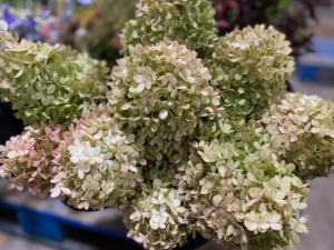 Hydrangea, Pee Gee Hydrangea, Pee Gee