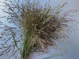 Teff, Ornamental Teff, Ornamental
