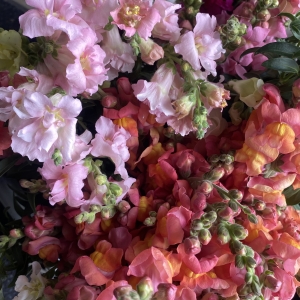 Snapdragons, Fall Crop Snapdragons, Fall Crop