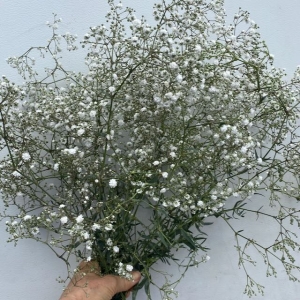 Gypsophila Gypsophila