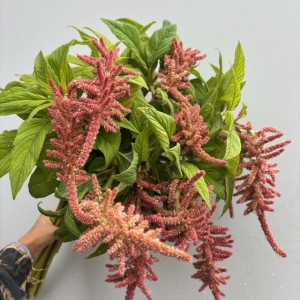 Amaranth Coral Fountain Amaranth Coral Fountain