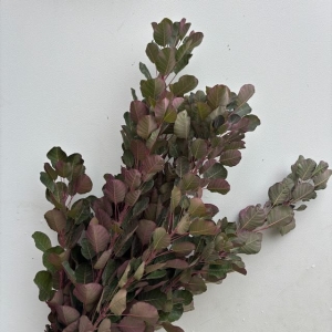 Smokebush Foliage Smokebush Foliage