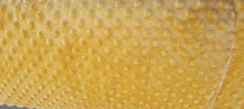 60" Minky Dot - Color Gold - 1 yd