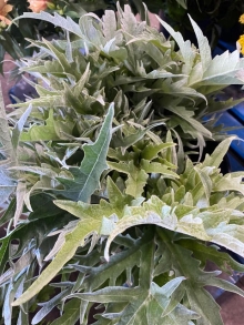 Cardoon Foliage