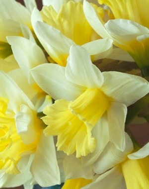 Specialty Daffodils