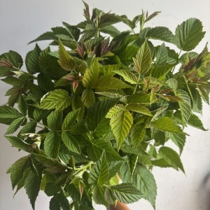 Raspberry Foliage