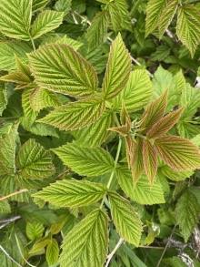 Raspberry Foliage