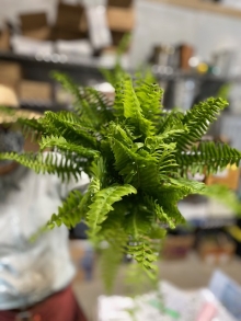 Feather Ferns