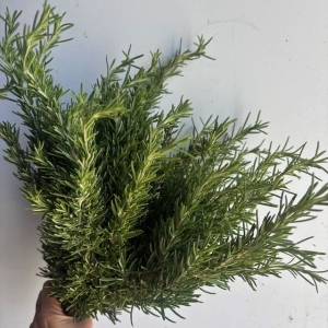 Rosemary