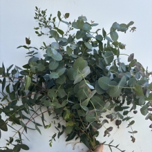 Eucalyptus