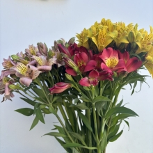 Alstroemeria