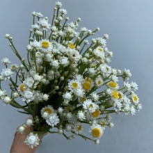Ammobium
