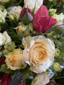 Garden Roses 