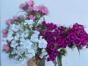Sweet William 