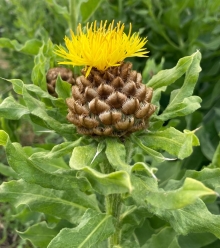Armenian Basketflower in Bloom