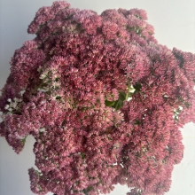 Sedum Autumn Joy