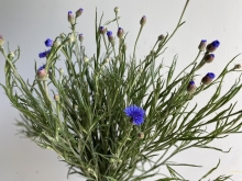 Bachelor Buttons
