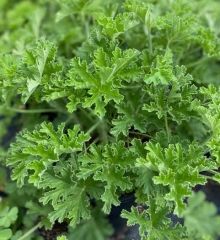 Scented Geranium