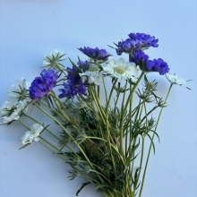 Scabiosa Fama