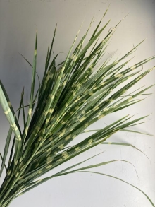 Zebra Grass