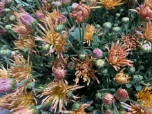 Chrysanthemum