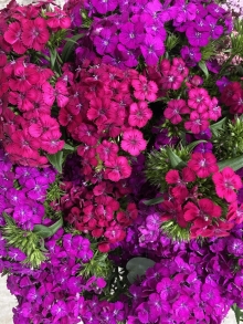 Gypsy Dianthus