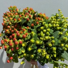 Hypericum Berries