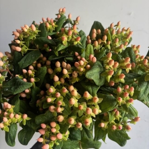 Hypericum Berries