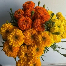 Marigolds