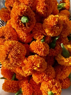 Marigold Blossoms