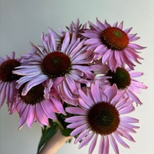 Echinacea