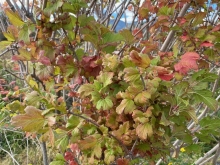 Viburnum, Fall Foliage