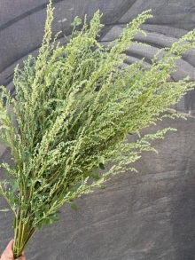 Persian Cress