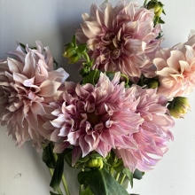 Café au Lait Dahlia