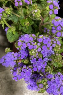 Ageratum