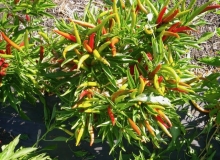 Ornamental Peppers