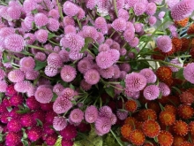 Gomphrena