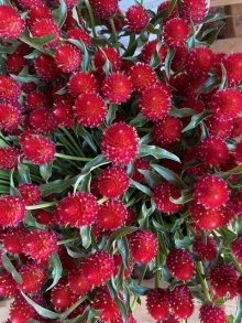 Gomphrena