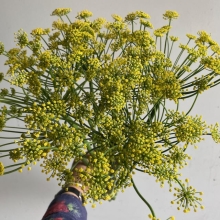 Flowering Fennel