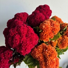 Cockscomb Celosia