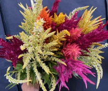 Celosia Plumosa