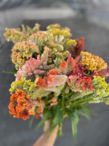 Fan Cockscomb Celosia