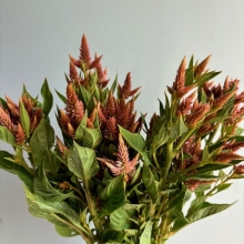 Celosia Spicata Star Trek