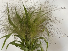 Frosted Explosion Grass