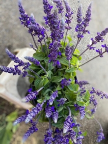 Indigo Sage