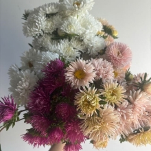 Asters, China Asters
