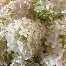 Hydrangea, Pee Gee