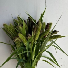 Millet