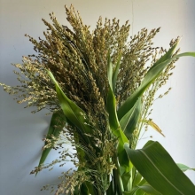 Broomcorn